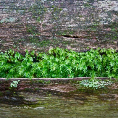Giggle Hill Moss Tree Wood Plant Nature